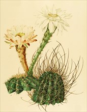 1. Echinopsis Silvestrii