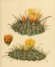 1. Ferocactus Townsendianus