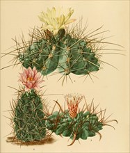 1. Ferocactus Hamatacanthus