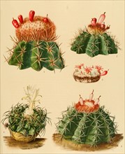 1. Cactus Lemairei
