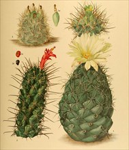 1. Coryphantha Neo Mexicana