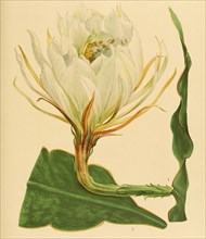 Epiphyllum Macropterum