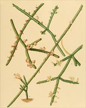 1. Rhipsalis Grandiflora