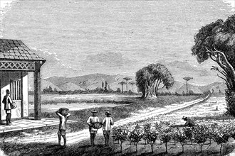 Tea Plantation In Japan In 1870 / Tea Plantation In Japan In 1870
