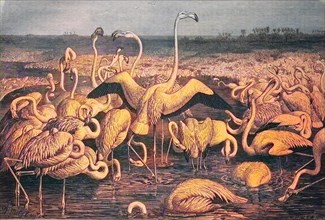 Flamingos Or Flamingoes