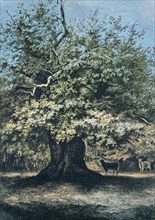 The Amalia Oak