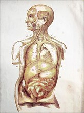 Medical Illustration Of Human Organs From 1880
