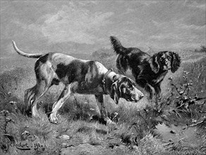 Hunting Dogs On The Track Of The Game