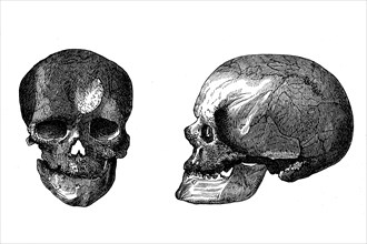 Skull Cro-Magnon