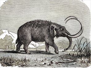 Mastodons Are Any Species Of Extinct Mammothid Proboscideans In The Genus Mammut