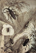 'Longhorn Beetles