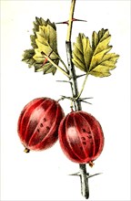 Ribes Uva-Crispa L. Vittata