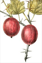 Ribes Uva Crispa L. Violacea Magna