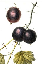 Ribes Uva Crispa L. Spinosa