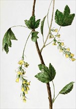 Ribes Pensylvanicum Lam. Currant In Flower / Ribes Pensylvanicum Lam. Blooming Currant