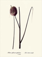 Allium sphaerocephalon, Ail à tête ronde