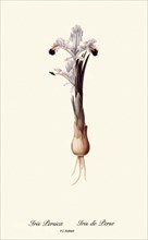 Iris Persica, Iris de Perse