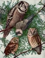 Owls in Tree