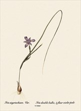 Iris sisyrinchium. Var.