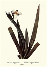 Moroea Vaginata, Morée à longue Gaine