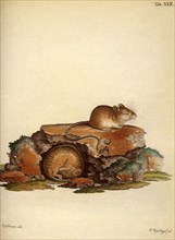 Northern Birch Mouse, Southern Birch Mouse