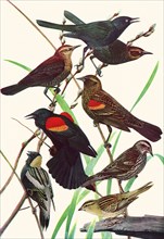 Blackbirds and Bobolinks