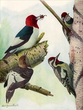 Woodpeckers, Sapsuckers