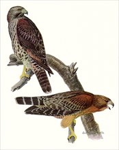 Red-Shouldered Hawks