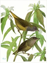 Connecticut Warblers