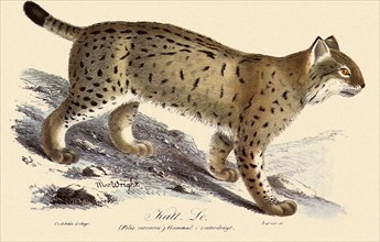 European Lynx, Felis lynx