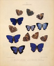 Gossamer Winged Butterflies