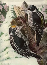 American Woodpecker