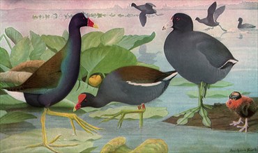 Coot and Gallinules