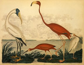 Wood Stork, Scarlet Ibis, Greater Flamingo, White Ibis