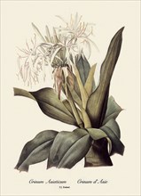 Crinum Asiaticum, Crinum d'Asie