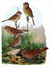 Sparrows in Forest