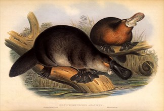 Duckbilled Platypus, Ornithorhynchus anatinus