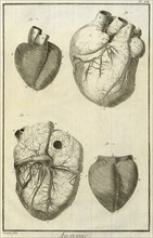 Human Heart Views