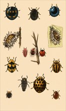 Australian Ladybugs