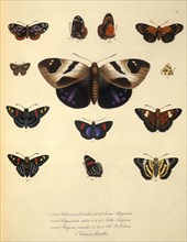 Butterflies, Skippers, Moth
