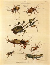 Mantis, Cockroach, Mole-Cricket, Grasshopper