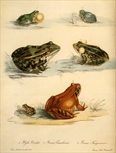 Common Tree Frog, Edible Frog, Common Frog