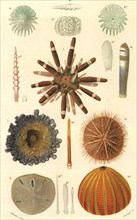 Variety of Sea Urchins
