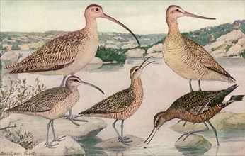 Long-Billed Birds