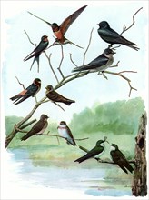 Swallows and Martin