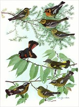 Warblers and Redstart