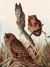 Owls in Marsh Grass