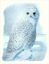 White Owl in the Snow