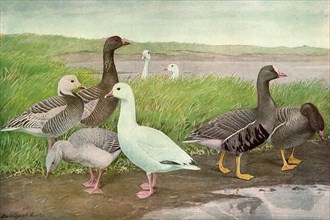 Lakeside Geese