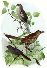 Mockingbird, Others